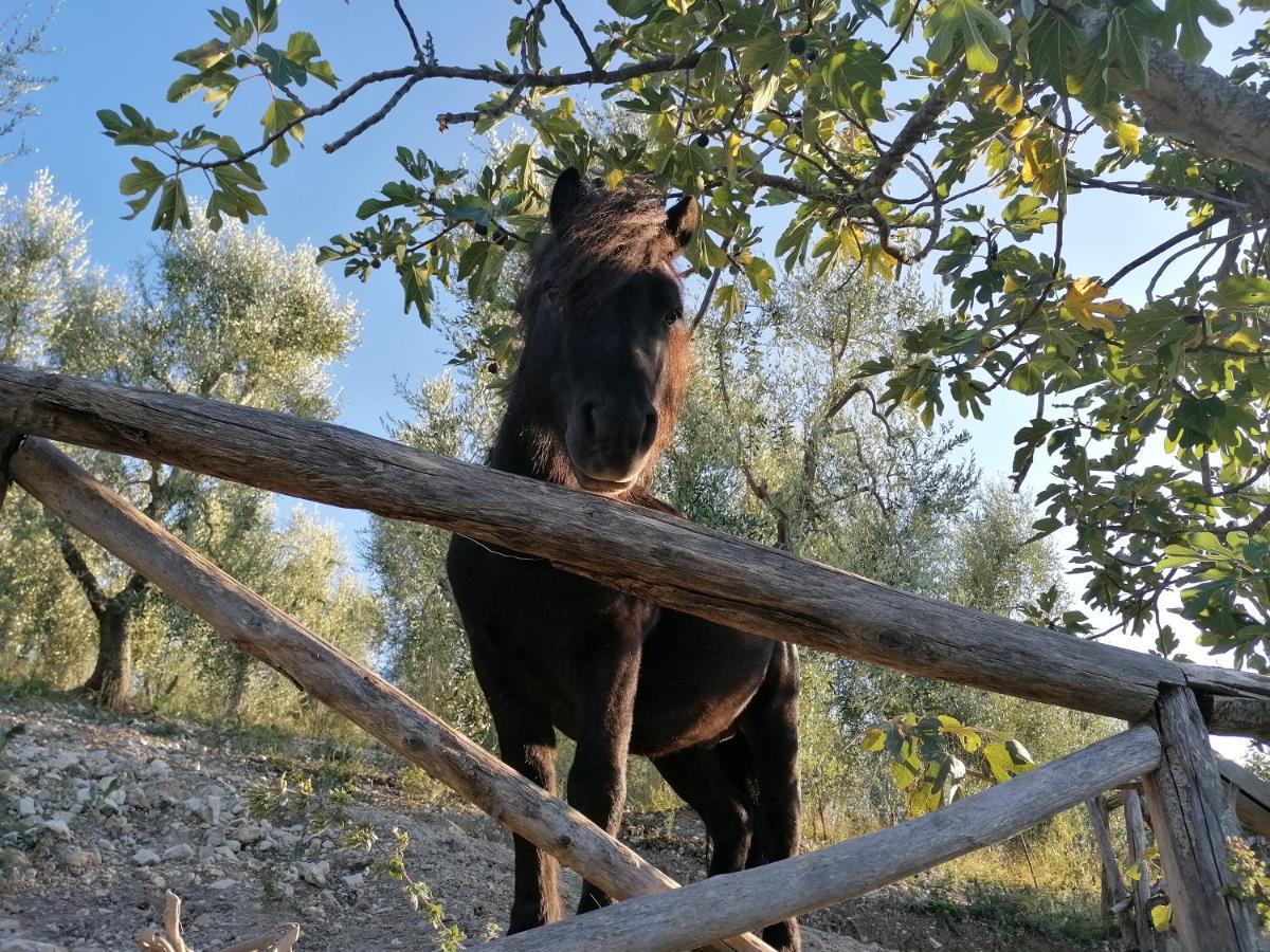 Agriturismo Valle Dei Gelsi Peschici Exteriör bild